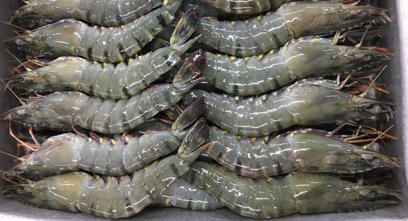 Vietnamese shrimp. Photo courtesy of Seabina Group. 