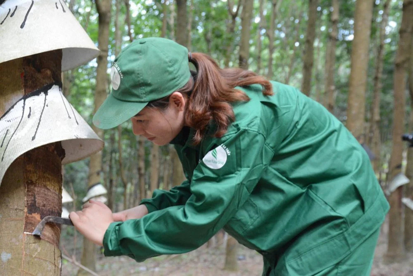 A female worker harvests rubber latex. Photo courtesy of Vietnam Rubber Group.