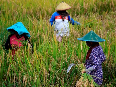 Indonesian farmers harvest rice. Photo courtesy of Vietnam News Agency.