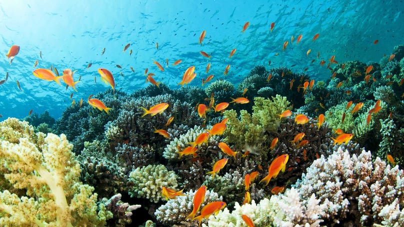  Coral reefs in Thailand's waters. Photo courtesy of Oyster Worldwide.