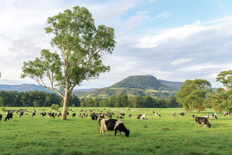 Một trang trại bò ở Úc.  Hình ảnh lịch sự của Johnny Greig.