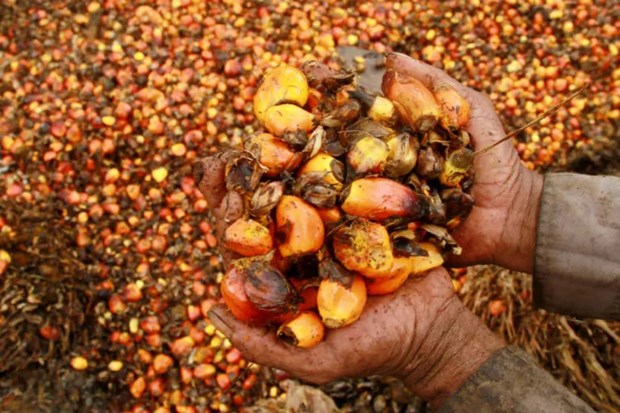 Indonesia is the world’s biggest palm oil supplier. Photo courtesy of Antara News.