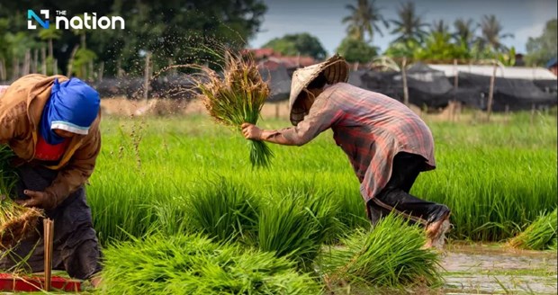 Figures from the Global Trade Atlas showed that with a 16.01% annual rise in rice exports to Italy last year, Thailand became the country’s third highest rice exporter after Pakistan and India. Photo courtesy of The Nation.