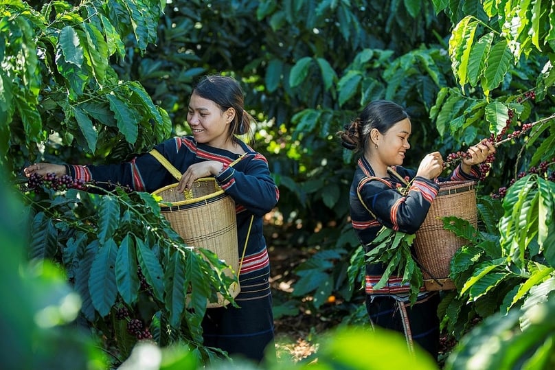 Coffee prices reached a new high of about VND103,000 ($4.13) per kilogram in Vietnam’s Central Highlands on April 4, 2024 morning. Photo courtesy of the Cong thuong (Industry & Trade) newspaper.