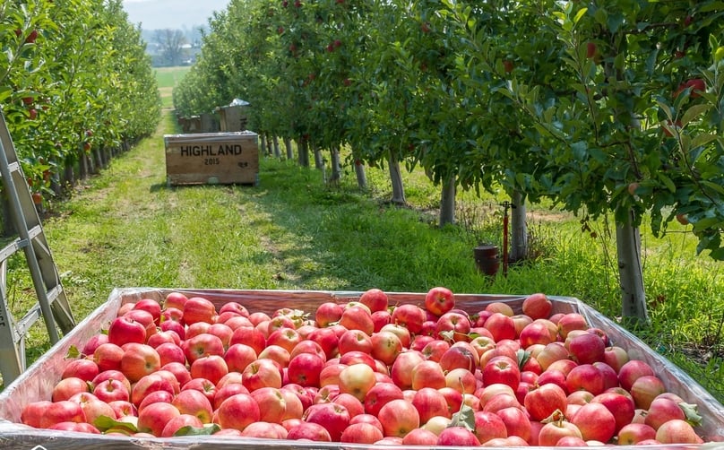  Apples grown in Washington state, in the northwestern U.S. Photo courtesy of the Washington State Department of Agriculture.