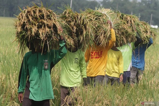  Indonesian farmers harvest rice. Photo courtesy of Antara News.