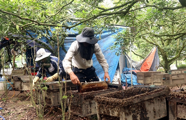  Transition from spring to summer is the 'golden' time for beekeepers in the province to exploit nectar resources. Photo courtesy of Vietnam News Agency.