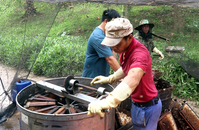  Locals spin honey from honeycombs.  Photo courtesy of Vietnam News Agency.