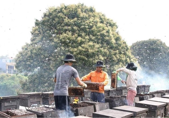  Locals harvest longan honey. Photo courtesy of Vietnam News Agency.