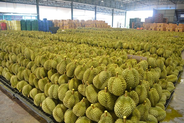 Thailand targets 3.53 billion USD worth of durian export this year. Photo courtesy of khaosodenglish.com.