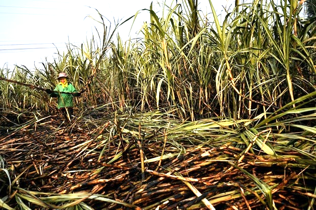 A Thai farmer harvests sugar cane. Photo courtesy of Reuters/Vietnam News Agency.