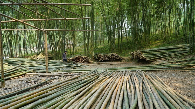 Bamboo for processing in Thanh Hoa province, central Vietnam. Photo courtesy of Dan Tri (People's Intellect) newspaper.