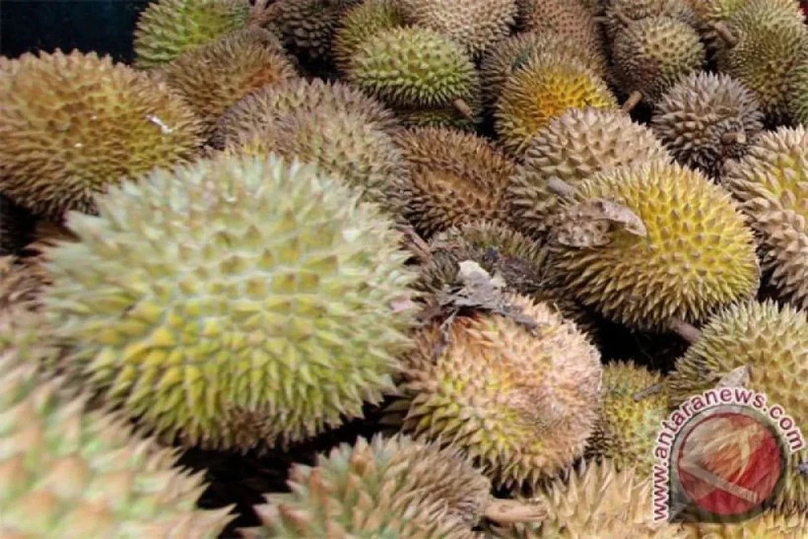 Durian is among the most exported commodities from Indonesia to China. Photo courtesy of Antara.