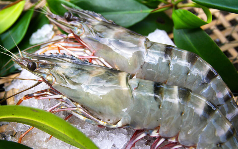  A shrimp variety bred by Minh Phu Seaafood Corporation.  Photo courtesy of the company.