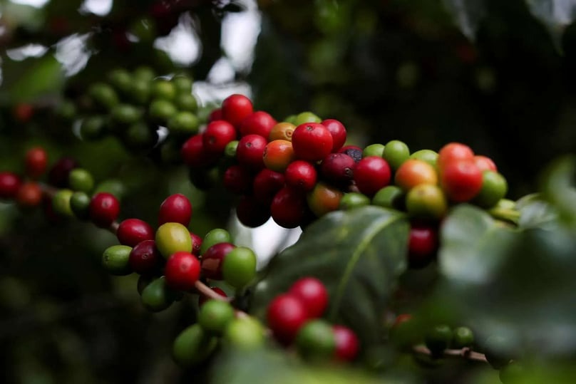 Coffee prices rose from VND58 million ($2,278) to VND136 million ($5,343) per ton in the first half of this year. Photo courtesy of the government's news portal.