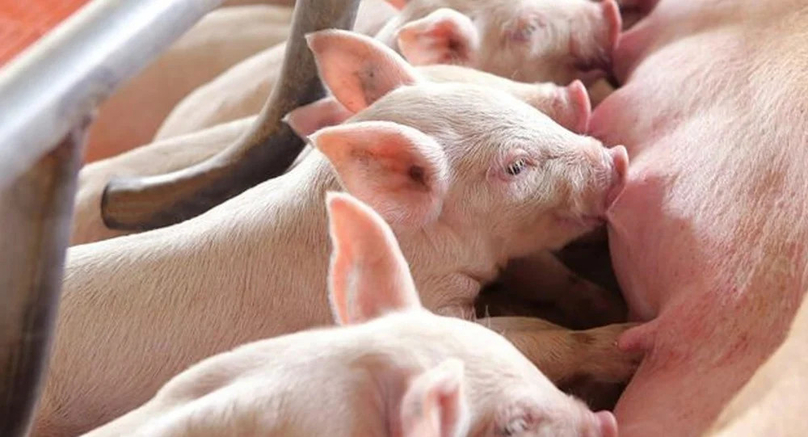 Pork prices have soared from the year's beginning. Photo courtesy of Anova Feed.