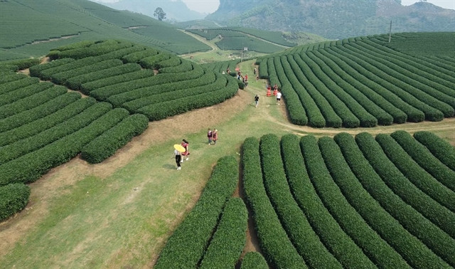  Tea hills are a major draw to tourists at the Moc Chau National Tourism Area. Photo courtesy of Vietnam News Agency.