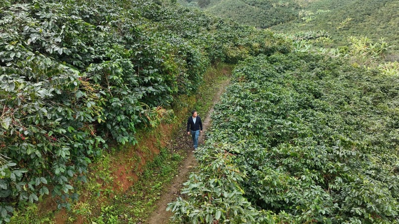 Phan Minh Thong, general director of Phuc Sinh JSC, surveys coffee plantations in Son La province, northern Vietnam. Photo courtesy of Phuc Sinh.