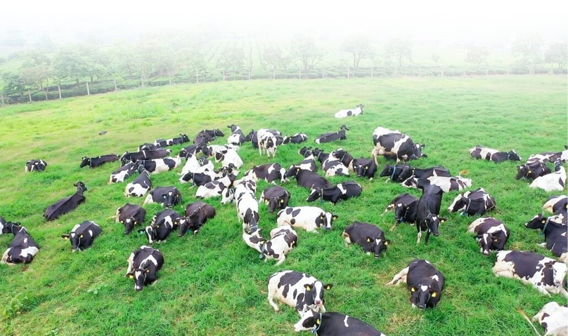 A cow herd of Moc Chau Milk resting on the Moc Chau plateau, Son La district, northern Vietnam. Photo courtesy of the company.