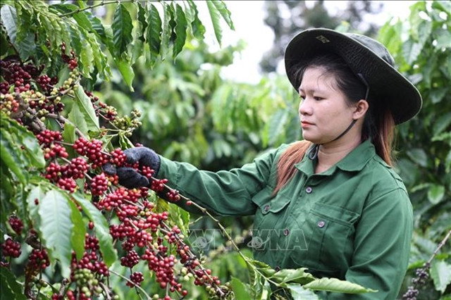 A worker at Dak Lak province-based Vuong Thanh Cong Manufacturing and Trading Co Ltd harvests coffee beans. Photo courtesy of Vietnam News.