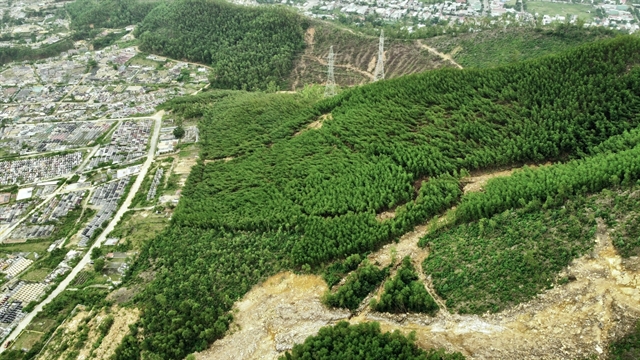 An acacia plantation in Hoa Vang district, Danang. The city is considering planting native forest trees as part of Vietnam's afforestation efforts. Photo by Vietnam News.