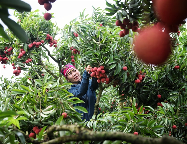 A farmer harvests lychees in Luc Ngan district, Bac Giang province, northern Vietnam. Photo courtesy of Vietnam News Agency.