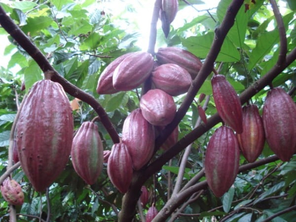  Dak Lak province grows cacao, from which cocoa and chocolate are made, on 1,140 hectares of lands. Photo courtesy of Vietnamnews.