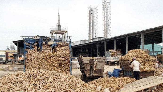  Cassava roots pile up at a factory of APFCO. Photo courtesy of the firm.