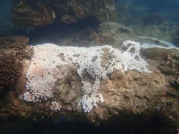 A dying coral usually turns white which is a sign of bleaching caused by the rising ocean temperatures. Photo courtesy of the Department of Fisheries Johor.