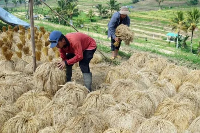 Farmers dry rice stalks during the harvest at Jatiluwih village in Tabanan, Bali, Indonesia. Photo courtesy of Antara.