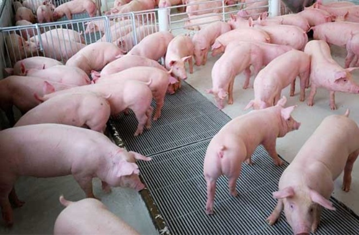Live pig prices have increased recently. Photo courtesy of the government's news portal.