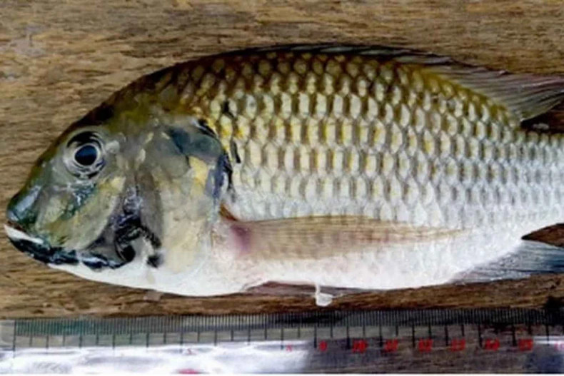  Blackchin tilapia. Photo courtesy of Thai Department of Fisheries