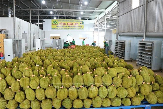  A durian market in Vietnam. Photo courtesy of VNA