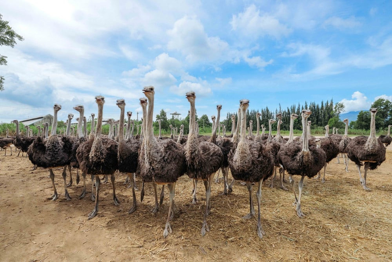  An ostrich farm of Khatoco. Photo courtesy of the company.