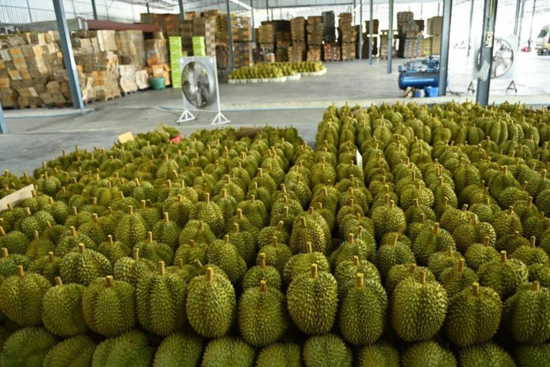  Fresh durians are sorted for exports. Photo courtesy of Thai Commerce Ministry.