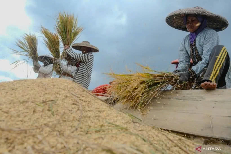 Farmers harvest rice in Tambak Baya village, Lebak, Banten, March 2024. Photo courtesy of antaranews.com.