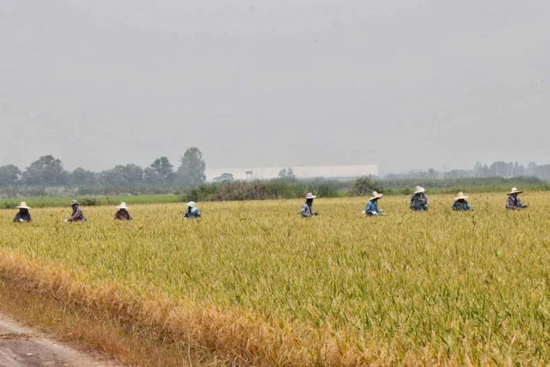  Agricultural labourers working in a rice field in Suphan Buri province, Thailand. Photo courtesy of bangkokpost.com.