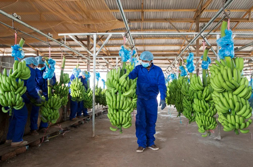 Bananas of Hoang Anh Gia Lai Agricultural JSC. Photo courtesy of the company.