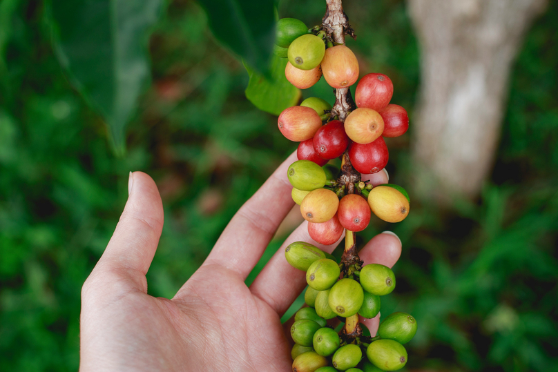 Coffee prices are rising but the industry is facing many challenges. Photo courtesy of Unplash.