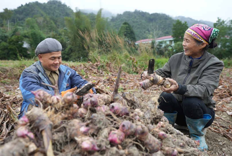  Hoang Van Chuong Nong Thi Binh harvest arrowroots. Photo by Hoang Pham.