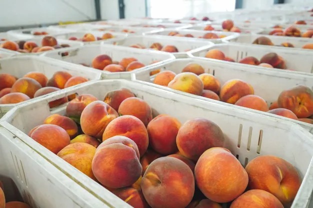 Peaches grown in Mountain View, Califormia. Photo courtesy of Fresh Plaza. 