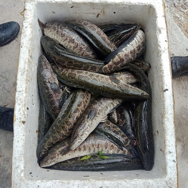 Natural field snakehead is sweeter and more fragrant compared with raised snakehead. Photo courtesy of chotong.net