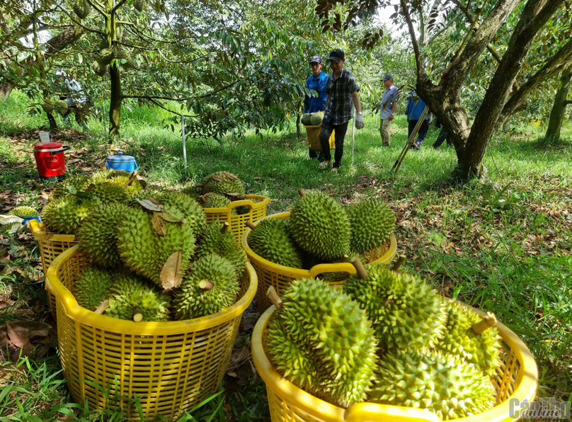  Vietnamese durian officially exported to China. Photo courtesy of the government's news portal.