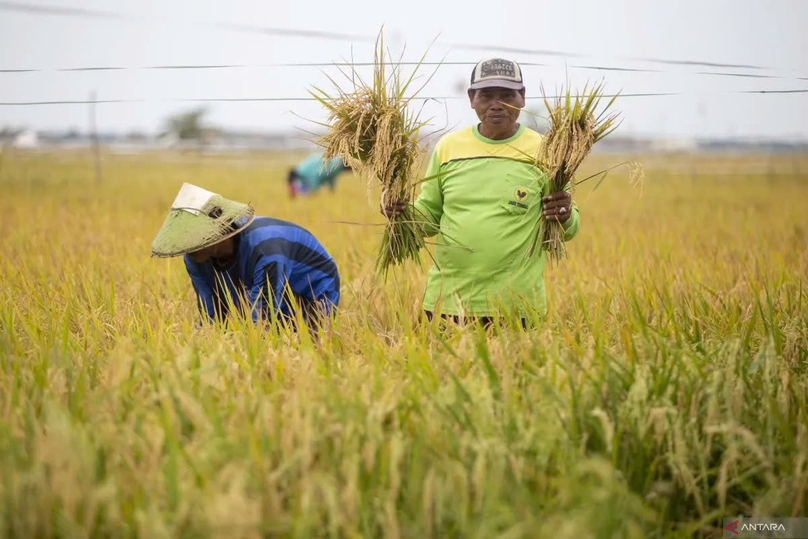 Farmers harvest rice in Pabean Udik village, Indramayu, West Java, August 29, 2024. Photo courtesy of Antara.