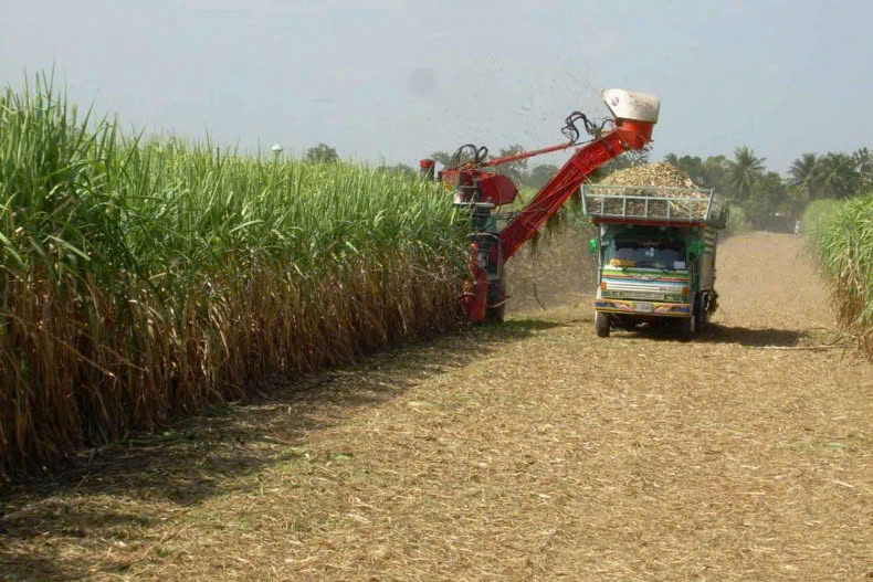  Thailand optimistic about domestic sugar supply. Photo courtesy of bangkokpost.com.