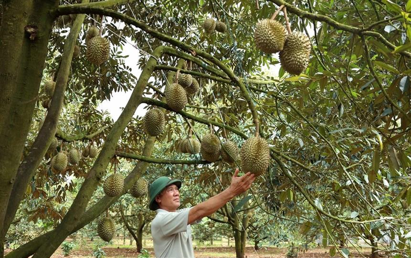 Quach Anh Tuan of a resident of Daklak province in Vietnam's Central Highlands checks the ripeness of fruit at his durian orchard. Photo courtesy of the government's news portal.