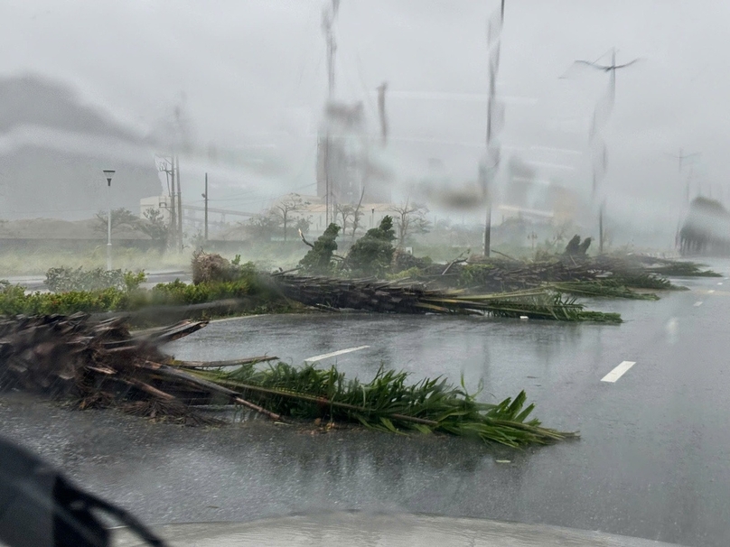 Trees fall under the impact of super typhoon Yagi in the coastal province of Quang Ninh, northern Vietnam. Photo courtesy of Tuoi Tre (Youth) newspaper.