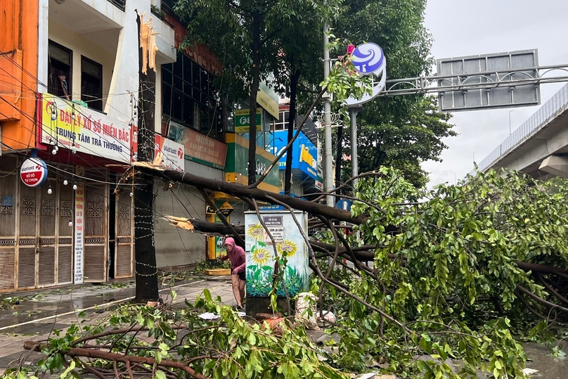 Trees are uprooted on a street in Ha Dong district, Hanoi. Photo courtesy of Thanh Nien (Young People) newspaper.