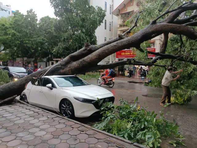 A tree falls down on a car as a result of super typhoon Yagi. Photo courtesy of CafeF.