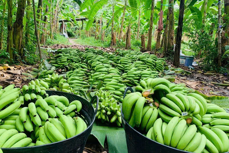 Golden bananas, or kluay hom thong, harvested at a plantation in Bang Kaew district, Phatthalung province and ready to go to market. Photo courtesy of Golden Bananas Phatthalung Facebook account.